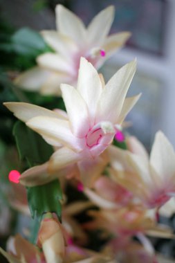 Noel kaktüsü veya Schlumbergera truncata