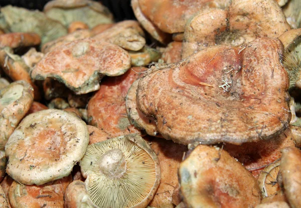 Šafrán mléčná čepice houba nebo Lactarius deliciosus, červená borovice kaše — Stock fotografie