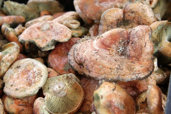 Saffran mjölk mössa svamp eller Lactarius deliciosus, röd tall mysk — Stockfoto