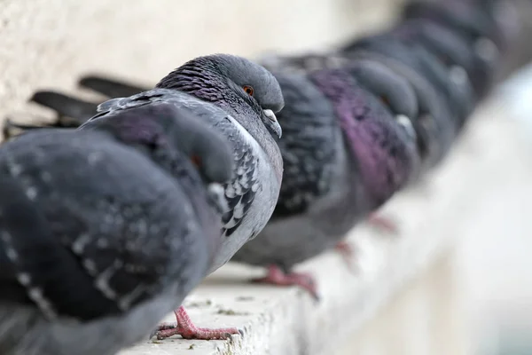 Pigeons on a building railing. City birds cuddle. — Stock Photo, Image