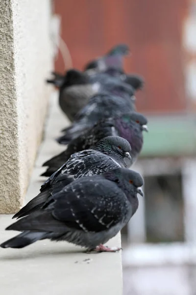 Pigeons on a building railing. City birds cuddle. — Stock Photo, Image