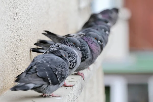 Pigeons on a building railing. City birds cuddle. — 스톡 사진