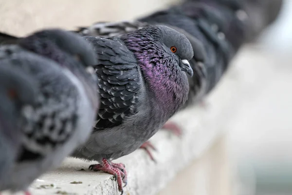 Pigeons on a building railing. City birds cuddle. — Stock Photo, Image