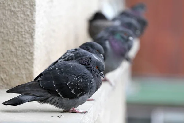 Голуби на перилах здания. Городские птицы обнимаются . — стоковое фото