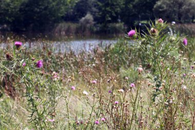 Pamuk devedikeni veya İskoç devedikeni doğada (Onopordum acanthium