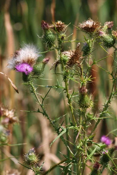 Bomullstistel eller skotsk tistel i naturen (Onopordum acanthium — Stockfoto