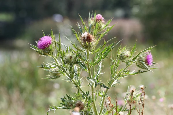 Bomullstistel eller skotsk tistel i naturen (Onopordum acanthium — Stockfoto