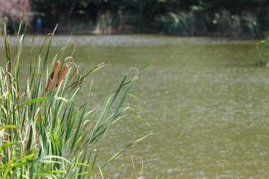 Bulrush, cattail ya da typha latifolia gölün kıyısında