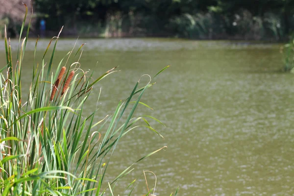 Bulrush, boskap eller typha latifolia på en strand av sjön — Stockfoto