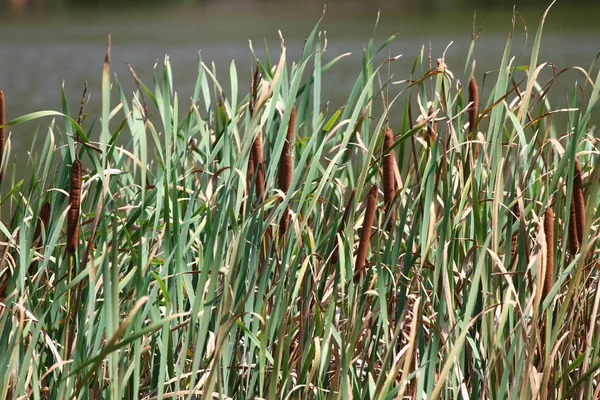 Bulrush, cattails ou typha latifolia em uma costa do lago — Fotografia de Stock
