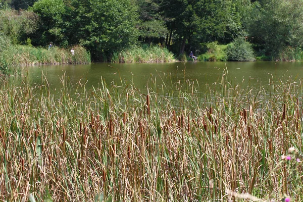 Bulrush, cattails ou typha latifolia em uma costa do lago — Fotografia de Stock