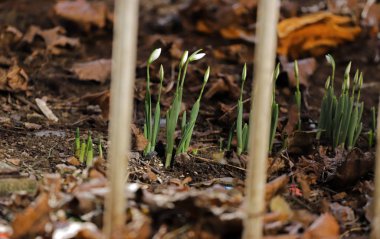 İlk kar damlaları. Kar damlası çiçek deseni.