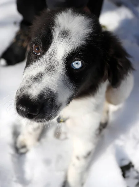 Σκύλος με ετεροχρωμία, διαφορετικά χρωματιστά μάτια στο φως του ήλιου — Φωτογραφία Αρχείου