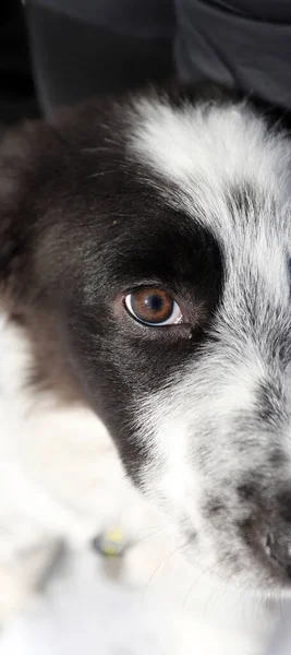 Bruin oog van een hond met heterochromie, verschillende gekleurde ogen op — Stockfoto