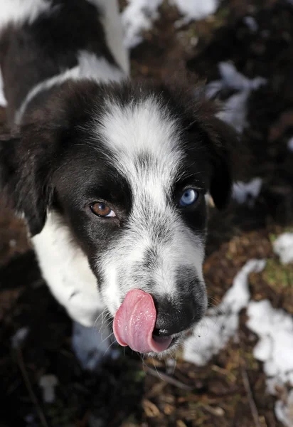 Ein Hund mit Heterochromie leckt sich an der Nase, — Stockfoto