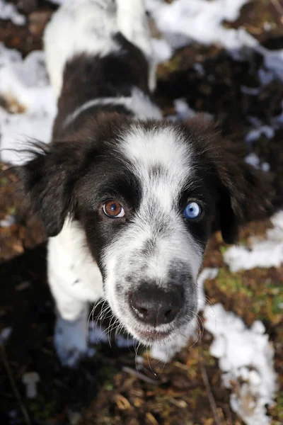 Dog with heterochromia, different colored eyes — Stok fotoğraf