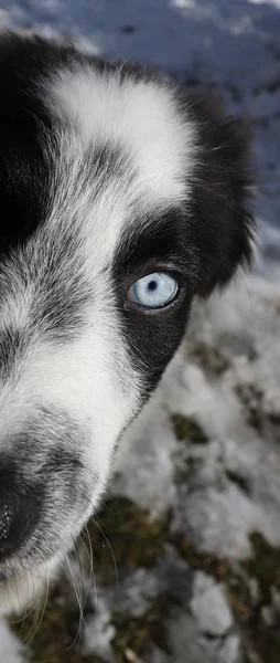 Œil bleu d'un chien hétérochrome, yeux de différentes couleurs sur — Photo