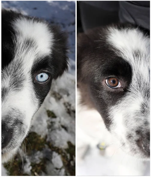 Perro con heterocromia —  Fotos de Stock