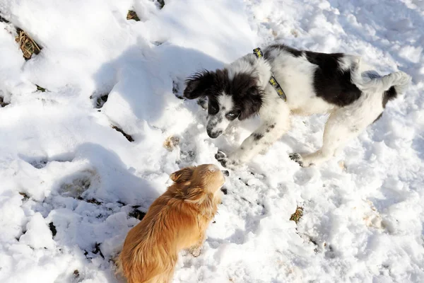 Twee honden die in de sneeuw spelen — Stockfoto