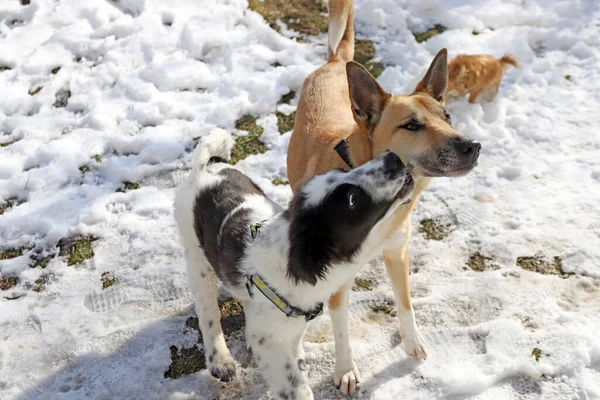 Dois cães dão beijos um ao outro. Beijos de cães — Fotografia de Stock