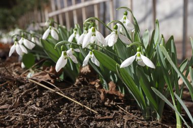 Kar damlası veya yaygın kar damlası (Galanthus nivalis)