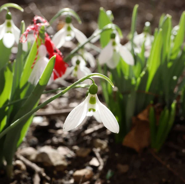 Sneeuwklokbloemen met martenitsa of martisor. — Stockfoto