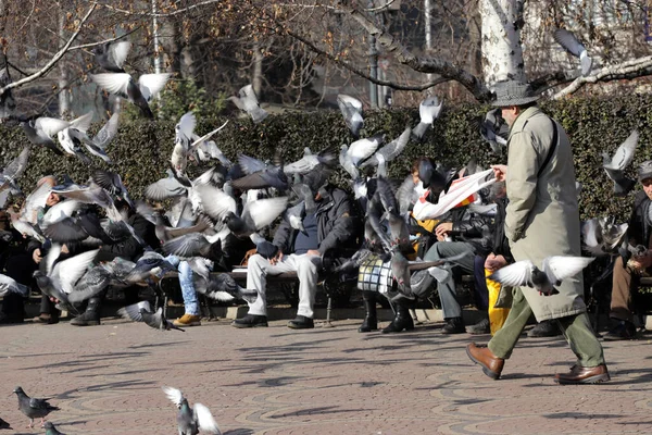 Flock Pigeons Flying City People Sofia Bulgaria Jan 2020 — Stock Photo, Image