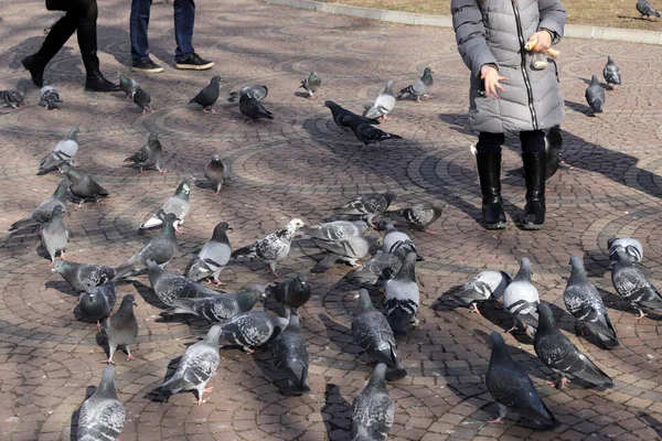 Child Feeds Pigeons Park — Stock Photo, Image