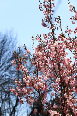 Mavi gökyüzünde Japon kiraz çiçeklerine yakın. Çiçekli Sakura ağacı.