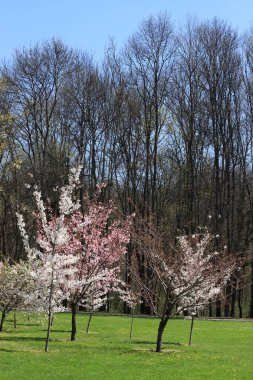 Japon pembe kiraz ağacı ve parkta beyaz meyve bahçesi ağacı. Sakura, meyve bahçesi ağaçları ve mavi gökyüzü.
