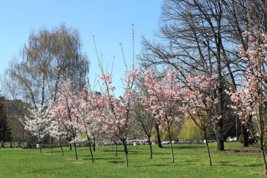 Japon pembe kiraz ağacı ve parkta beyaz meyve bahçesi ağacı. Sakura, meyve bahçesi ağaçları ve mavi gökyüzü.