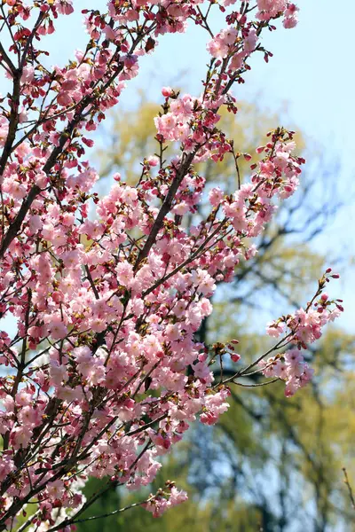Gros Plan Fleurs Cerisier Japonais Sur Fond Coloré Arbre Sakura — Photo