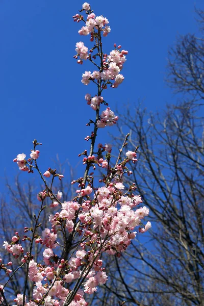 Japán Cseresznyevirág Kék Virágzó Sakura — Stock Fotó