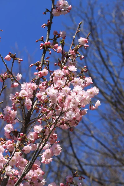 Close up of Japanese cherry blossoms on a blue sky. Blooming Sakura tree.