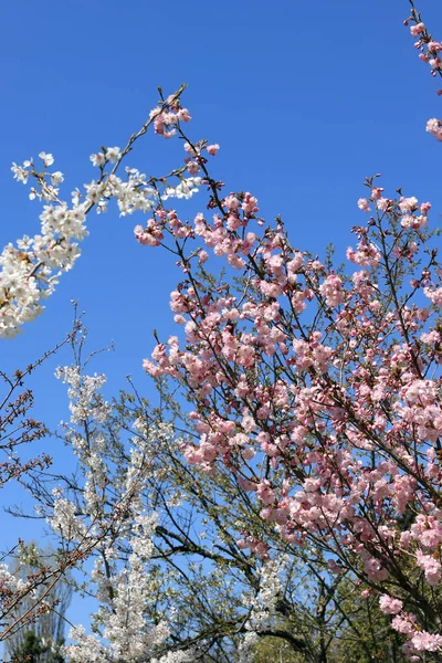 Japán Cseresznyevirágok Virágzó Sakura — Stock Fotó