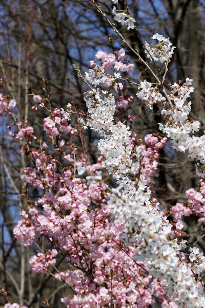 Ιαπωνικά Άνθη Κερασιάς Και Λευκός Οπωρώνας Ανθισμένο Δέντρο Sakura — Φωτογραφία Αρχείου