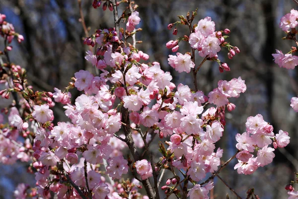 Közelről Japán Cseresznyevirágok Virágzó Sakura — Stock Fotó