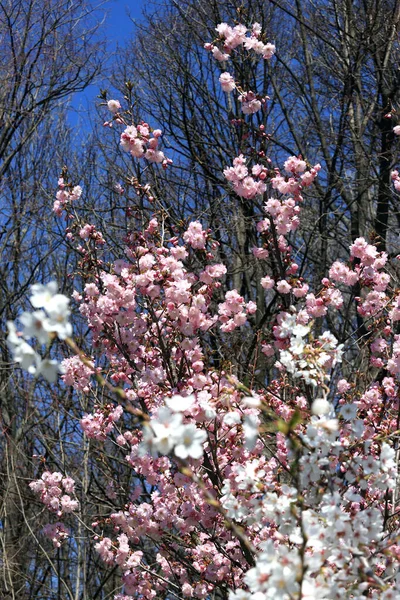 Japán Cseresznyevirágok Virágzó Sakura — Stock Fotó