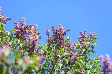 Mavi gökyüzü arkaplanına karşı leylaklar. Bahar çiçeği deseni