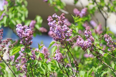 Leylaklar, bahar çiçekleri.