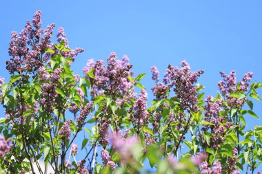 Mavi gökyüzü arkaplanına karşı leylaklar. Bahar çiçeği deseni