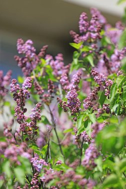 Leylaklar, bahar çiçekleri.