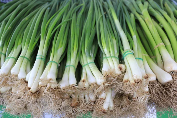 Fresh green onions as background. Spring onion pattern.