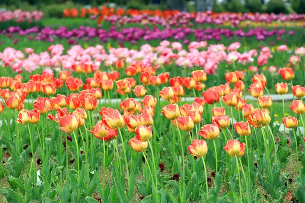 Поле Красочными Тюльпанами Парке Цветочный Фон Рисунок Тюльпанов — стоковое фото