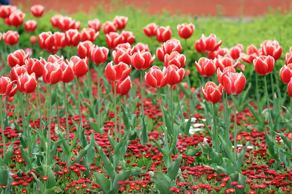 Поле Красочными Тюльпанами Парке Цветочный Фон Рисунок Тюльпанов — стоковое фото
