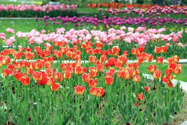 Feld Mit Bunten Tulpen Einem Park Floraler Hintergrund Und Tulpenmuster — Stockfoto