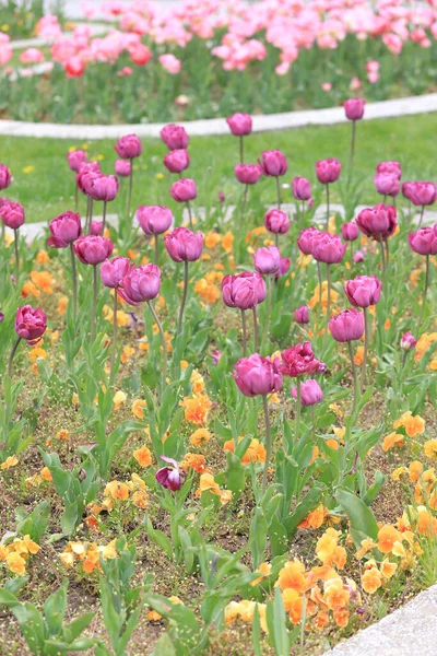 Pole Kolorowymi Tulipanami Parku Kwiatowy Wzór Tła Tulipany — Zdjęcie stockowe