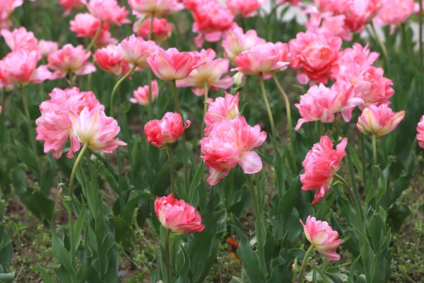 Feld Mit Bunten Tulpen Einem Park Floraler Hintergrund Und Tulpenmuster — Stockfoto