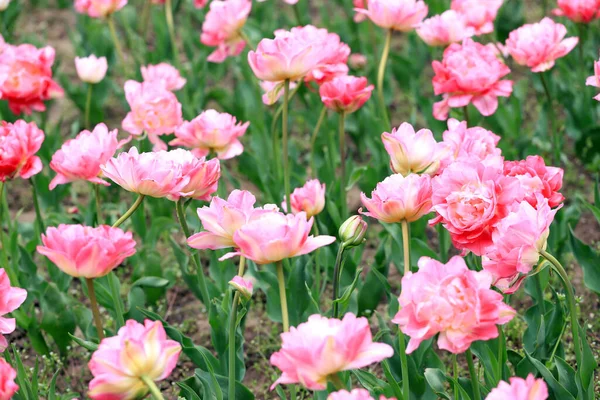 Campo Com Tulipas Coloridas Parque Fundo Floral Padrão Tulipas — Fotografia de Stock