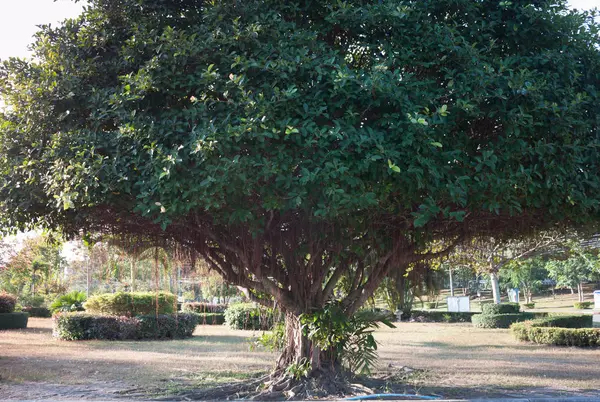 Stora träd i grönt fält — Stockfoto